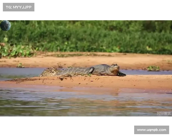 Thunderpick世锦赛揭幕黑豹携手蒙古强势晋级A组胜者组决赛